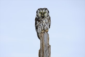 Tengmalm's Owl (Aegolius funereus), Tengmalm's Owl, adult, perch, in the snow, alert, in winter,