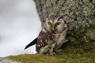 Tengmalm's Owl (Aegolius funereus), adult, on tree, alert, in winter, Bohemian Forest, Czech