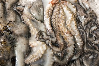 Octopus or octopus, fish market, Mercado dos Lavradores market hall, Funchal, Madeira Island,