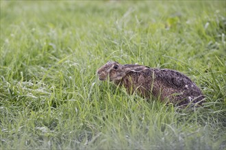 European hare (Lepus europaeus), Emsland, Lower Saxonym Germany