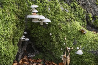 Porcelain fungi (Oudemansiella mucida) on dying hornbeam (Fagus sylvatica), Hutewald Halloh, Hesse,