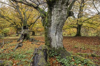 Old copper beech (Fagus sylvatica), Hutebuche, Hutewald Halloh, Hesse, Germany, Europe