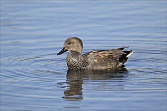 Adult gadwall (Mareca strepera), male swimming on Lake Zug, Switzerland, Europe