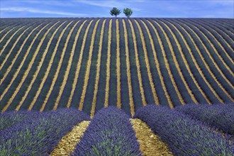 Two trees in an undulating lavender field, flowering true lavender (Lavandula angustifolia), D56,