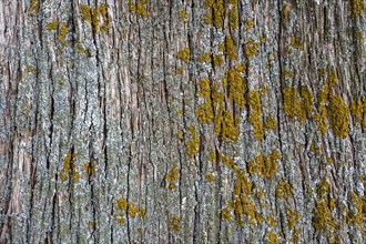 Lichens (Lichen) on tree bark, Provence, France, Europe