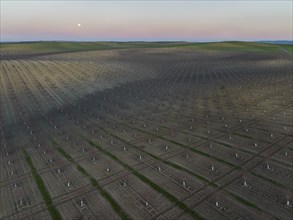 Cultivated young Almond Trees (Prunus dulcis) in the Campiña Cordobesa, the fertile rural area