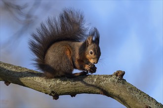 Eurasian red squirrel (Sciurus vulgaris), sitting on branch and gnawing on a nut, blue sky,