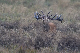 Red deer (Cervus elaphus), capital stag roaring stands in a meadow, Zealand, Denmark, Europe