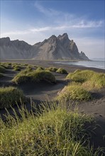 Black beach with volcanic sand, sandy beach, dunes with grass, Stokksnes headland, Klifatindur