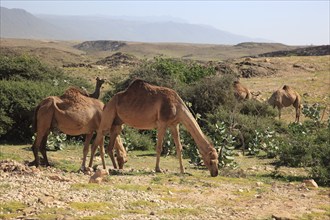 Camels, Oman, Asia