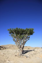 Wadi Dawqah, Incense Tree Cultures, UNESCO World Heritage Site, frankincense (Boswellia Sacra)