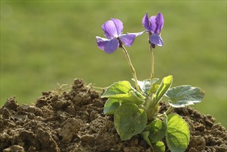 Violet, fragrant violet, medicinal plant, herb, wild plant, medicinal use, Viola odorata, Viola