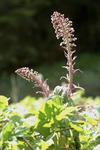 Butterbur (Petasites hybridus), medicinal plant, herb, wild plant, medicinal use