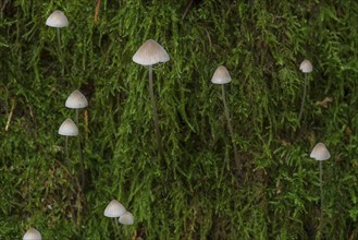 Bonnets (Mycena) in moss, mixed forest, Fanken, Bavaria, Germany, Europe