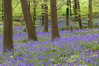 Common bluebells (Hyacinthoides non-scripta), in the blue forest, North Rhine-Westphalia, Germany,