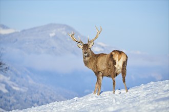 Red deer (Cervus elaphus) stag on a snowy meadow in the mountains in tirol, Kitzbühel, Wildpark