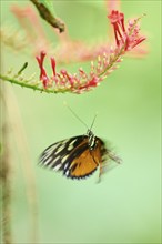 Tiger longwing (Heliconius hecale) on a blossom, captive, Germany, Europe