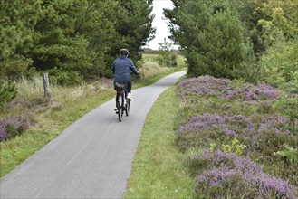 Cycling on the heather in Denmark