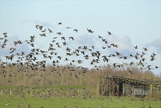 Greater white-fronted geese (Anser albifrons), flock landing on a pasture, Lower Rhine, Bieslicher