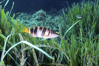 Painted comber (Serranus scriba) in the Mediterranean Sea near Hyères. Dive site Giens Peninsula,