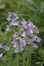 Bluebell (Hyacinthoides), Bavaria, Germany, Europe