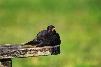 Blackbird (Turdus merula), lying on a bench, sunbathing, St Mary's, Isles of Scilly, Cornwall,