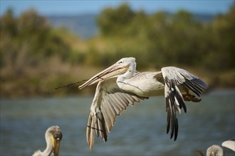 Great white pelican (Pelecanus onocrotalus) flying, France, Europe