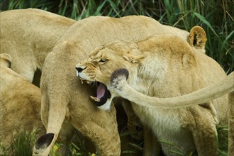 Asiatic lion (Panthera leo persica), female, captive, distribution africa