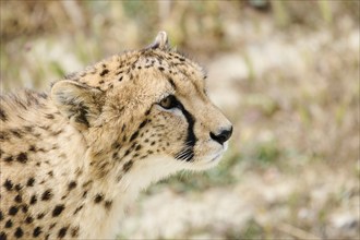 Cheetah (Acinonyx jubatus), portrait, captive, distribution africa