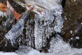 Close-up of icicles on a mountain stream, Saxon Switzerland, Elbe Sandstone Mountains, Saxony,