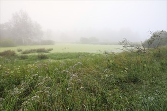 Moor lake, water, reeds, sedge, grasses, acid grasses (Carex), wet meadow, moor, Eulenbruck,