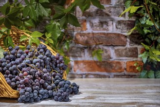 Blue burgundy grapes in and next to basket in front of brick wall with leaves, copying room