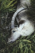 Hunted Iberian ibex, Gredos Ibex (Capra Pyrenaica Victoriae), Sierra de Gredos, Ávila, Castilla y