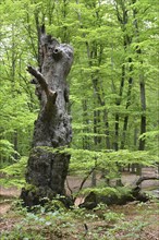 Old beech (Fagus) in the primeval forest on the Darß peninsula, Germany, Europe