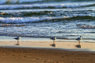 Three juvenile mediterranean gulls (Larus melanocephalus) standing side by side on the beach,