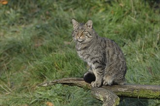 European wildcat (Felis silvestris), sitting on a tree root in a forest clearing, Rothaargebirge,