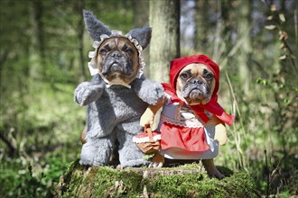 Pair of French Bulldog dogs dressed up as fairytale characters Little Red Riding Hood and Big Bad