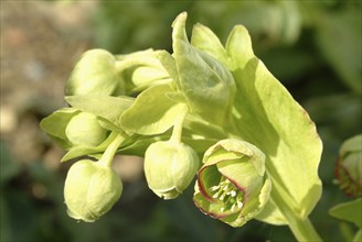 Stinking hellebore (Helleborus foetidus), formerly often used as a medicinal plant