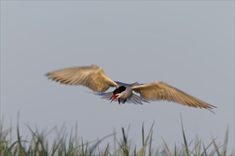 Common Tern (Sterna hirundo), flight study, animal in flight, Lower Saxon Wadden Sea National Park,