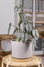 Tropical 'Philodendron Brandtianum' houseplant with silver pattern on leaves in flower pot on table