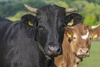 Cattle on the pasture Franconia, Bavaria, Germany, Europe