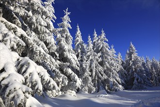 Winter landscape in the Fichtelgebirge, Bayreuth district, Upper Franconia, Bavaria, Germany,