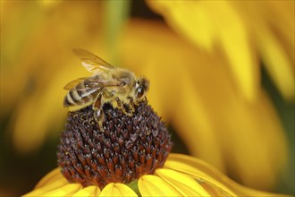 European honey bee (Apis mellifera), collecting nectar from a flower of yellow coneflower