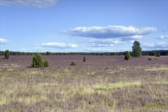 Heathland, extensive Oberoher Heide, common juniper (Juniperus communis) and flowering common