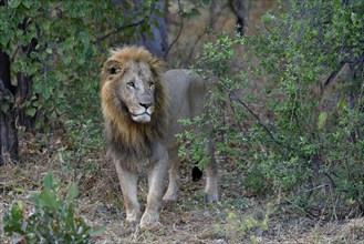 Lion (Panthera leo), male standing in bushes, Khwai region, North-West District, Okavango Delta,