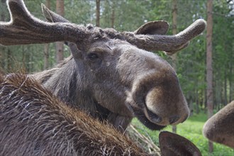 The head of a moose, forest, close-up, Sweden, Europe