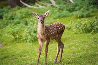 Young roe deer calf in the forest, Black Forest, Enzklösterle, Germany, Europe