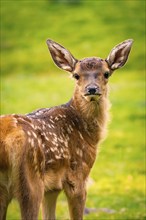 Young roe deer calf in the forest, Black Forest, Enzklösterle, Germany, Europe