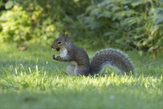 Grey squirrel (Sciurus carolinensis) adult animal feeding on a hazelnut on a garden lawn, Suffolk,