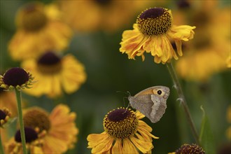 Meadow brown (Maniola jurtina) butterfly adult feeding on a garden Helenium flower, Norfolk,